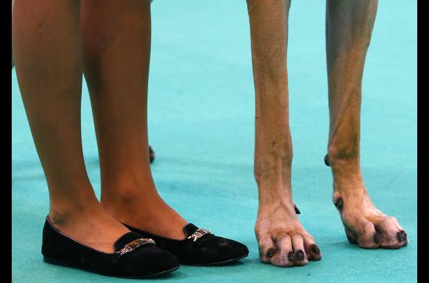 Reuters - Una mujer y su gran dan&#233;s participan en el primer d&#237;a de la exposici&#243;n canina Crufts en Birmingham, Inglaterra.