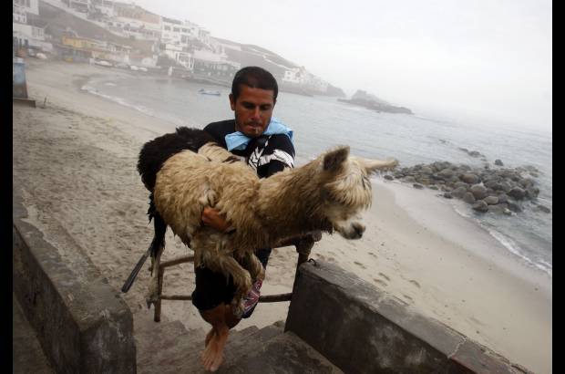 Reuters - Domingo Pianezzi ha convertido a su mascota en c�mplice de sus aventuras en el mar.