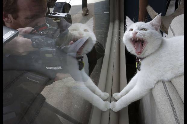 Reuters - El caf&#233; del gato en Nueva York llama la atenci&#243;n en pleno Manhattan.
