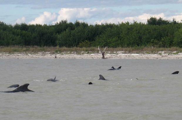 AP - En 2003 otras 28 sufrieron la misma situaci&#243;n, tambi&#233;n en los Cayos de Florida, y muchas de ellas fallecieron.
