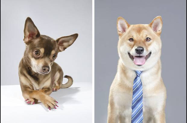 Sophie Gamand - El trabajo con perros callejeros comenz&#243; cuando Sophie se acerc&#243; a las fundaciones que necesitaban buenas fotos de los perros que estaban listos para ser adoptados.
