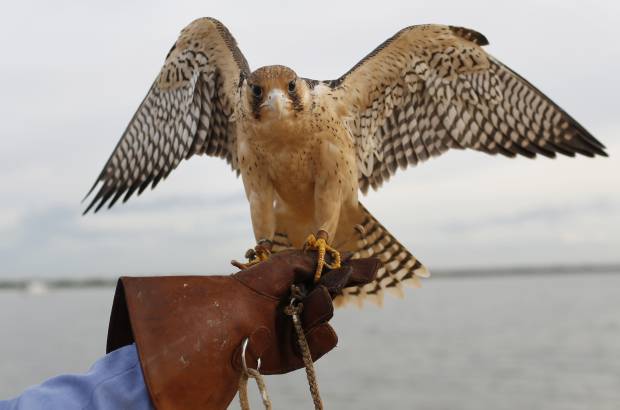AP - El administrador del aeropuerto, Rubén Aguilar, relató que la terminal aérea suele recibir visitas de aves migratorias y de otro tipo que residen en los bosques aledaños.