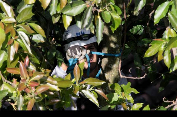 Donaldo Zuluaga - Los bomberos no pudieron rescatar a Lorena, que se trep&#243; a un &#225;rbol m&#225;s alto.