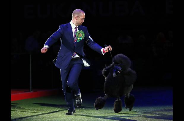Reuters - Ricky desfile después de ganar el show canino en Birmingham, Inglaterra. Concurso de belleza.