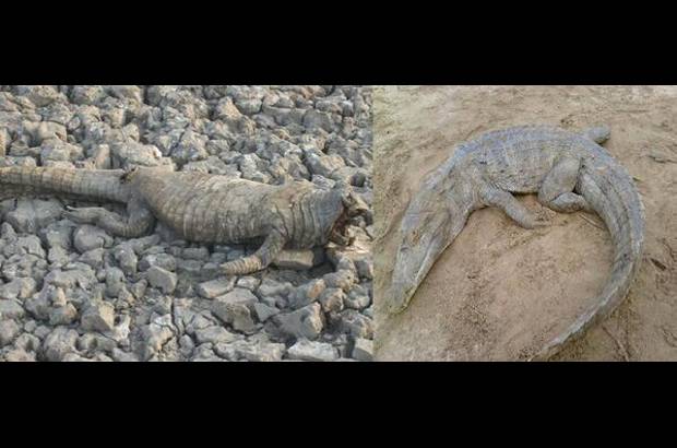 Foto: Heidy Puerta - La Gobernación tiene proyectadas tareas de protección, recuperación de las áreas afectadas, concientización y educación ambiental.