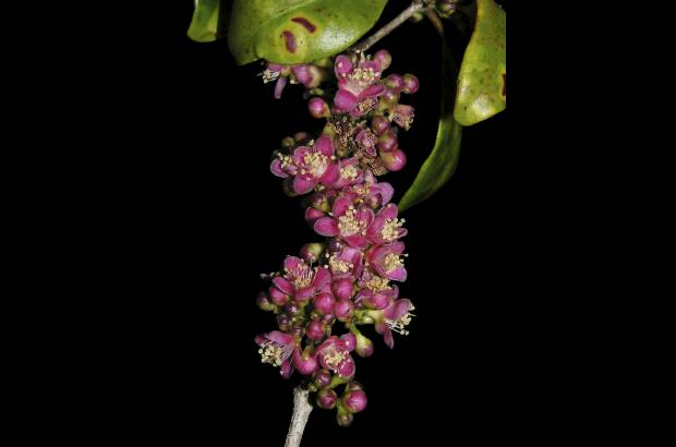 David Rabehevitra - Eugenia petrikensis, arbusto amenazado en la selva de Madagascar.