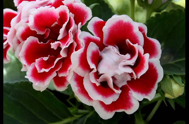 Donaldo Zuluaga - La Alcaldía de Medellín inauguró en el corregimiento de San Cristóbal el Museo Vivo de Las Flores.