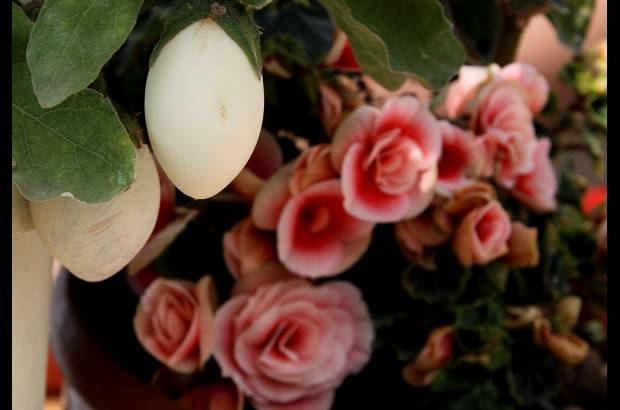 Donaldo Zuluaga - El Museo Vivo de Las Flores tiene 170 especies cultivadas, que muestran lo mejor de las flores antioqueñas.