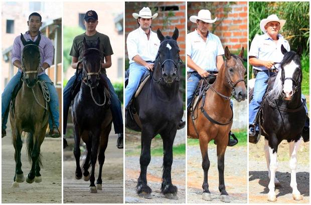 Robinson S&#225;enz - Durante el desfile de caballos de la Feria de las Flores, la mayor&#237;a de los ejemplares participantes hacen parte de la raza caballo criollo colombiano, en modalidades como trote, galope, trocha y paso fino. Tambi&#233;n participar&#225;n otras cuantas razas como Percher&#243;n Franc&#233;s, Appaloosa, Pinto Americano, Ponis, Frisones (negro azabache) y mulares.