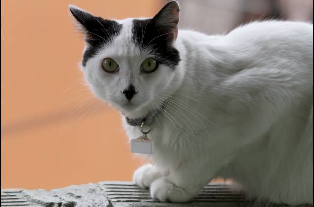 Donaldo Zuluaga - Todos sus gatos se ven saludables, limpios y con energ&#237;a de jugar todo el tiempo.