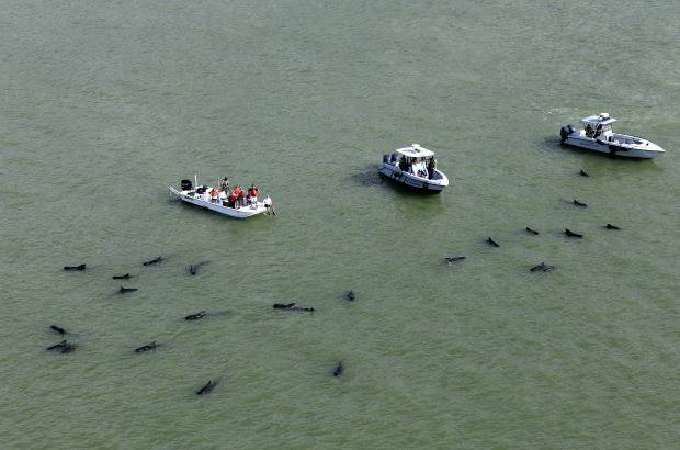AP - La &#250;ltima vez que ocurri&#243; un suceso similar en Florida fue en mayo del 2011, cuando otras 16 ballenas de la misma especie quedaron atrapadas en Cayo Hueso.
