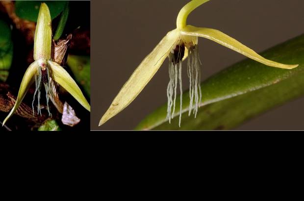 Foto Cortes&#237;a - 4. Orqu&#237;dea nocturna: Bulbophyllum nocturnum es de Pap&#250;a Nueva Guinea y sus flores abren alrededor de las 10 de la noche y se cierran en la ma&#241;ana.
