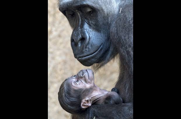 AP - Una madre gorila abraza a su hijo reci&#233;n nacido en elzool&#243;gico de Leipzig, Alemania.