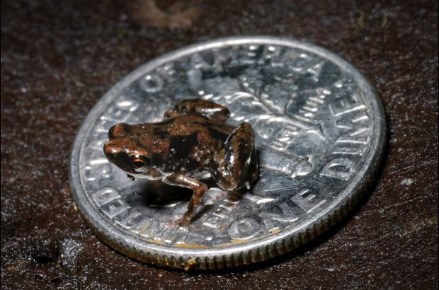Christopher C. Austin. - El vertebrado m&#225;s peque&#241;o del mundo, la rana Paedophryne amanuensis, de 7 mm, de Nueva Guinea.