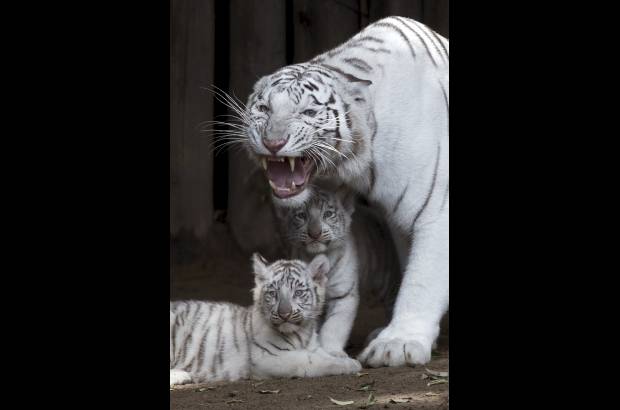 AP - Es el verdadero &quot;rey de la selva&quot; de ese continente y el m&#225;s grande de todos los felinos.