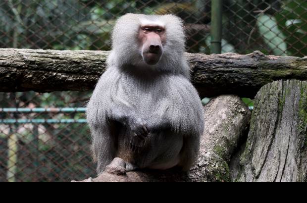 Donaldo Zuluaga - El zool&#243;gico est&#225; dividido en varios sitios de inter&#233;s: el aviario, el mariposario, el vivario y la Casa Museo Santa Fe.