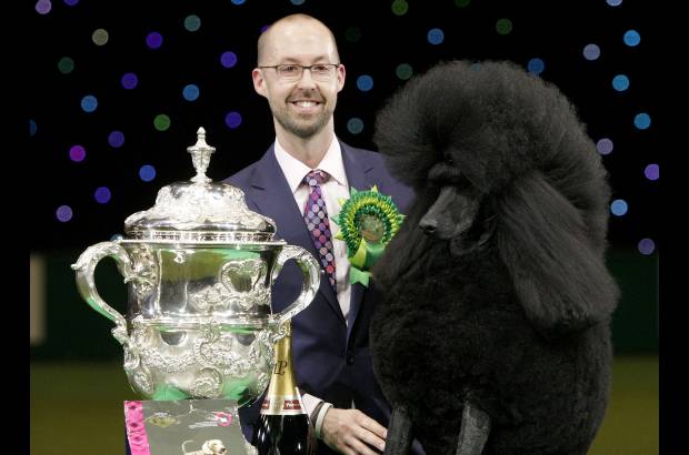 AP - Ricky fue el poodle ganador de la competencia de belleza canina The Crufts dog show en Birmingham, Inglaterra.