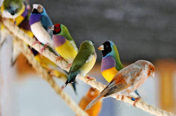 Juan Antonio S&#225;nchez - Las aves tambi&#233;n tienen un papel protag&#243;nico en esta muestra.