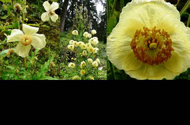 Foto Cortes&#237;a - 7. Poppy nepalesa de oto&#241;o: Meconopsis autumnalis, una plantita amarilla que vive en la alta monta&#241;a de Nepal, que florece en oto&#241;o.