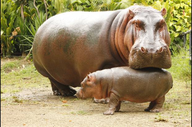 Cortes&#237;a Zool&#243;gico Santa Fe - La hembra hipop&#243;tamo naci&#243; hace 8 semanas, el zool&#243;gico Santa fe busca su nombre a trav&#233;s de un concurso para los ni&#241;os.