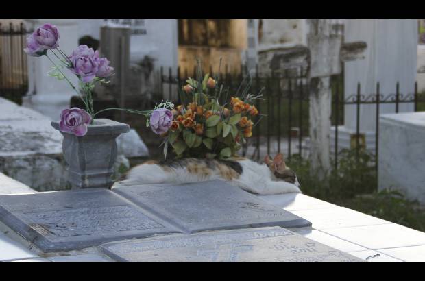 Mario Franco-Colprensa - El Cementerio Municipal de Mompox, Bol&#237;var, es un lugar fascinante que a lo largo de los a&#241;os ha tenido un apacible deterioro, en sus tumbas se pueden encontrar l&#225;pidas que datan del a&#241;o 1831. El descanso eterno de sus hu&#233;spedes es singularmente cuidado por gatos, felinos que se pasean por las tumbas en lo que parecieran rondas de estricta vigilancia.