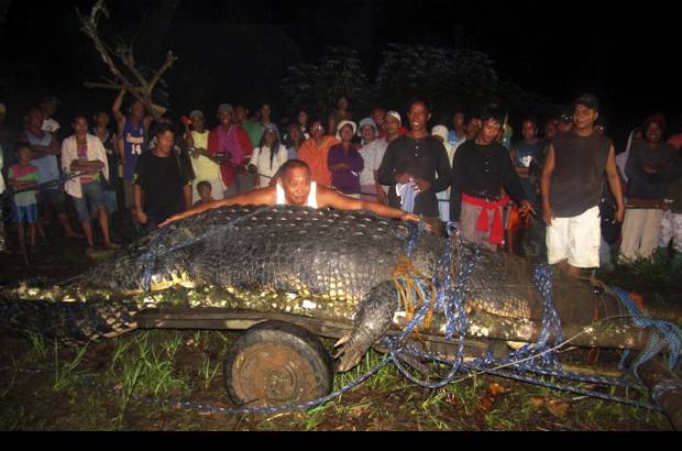 AP - Numerosos aldeanos y cazadores experimentados capturaron en Filipinas un cocodrilo de agua salada que pesa una tonelada.
