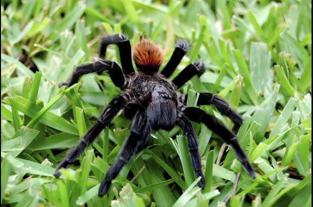 Cortes&#237;a - El pez gato o ciego, algunos murci&#233;lagos, ar&#225;cnidos y camarones sin pigmentaci&#243;n, son algunas de las criaturas que habitan el lugar.