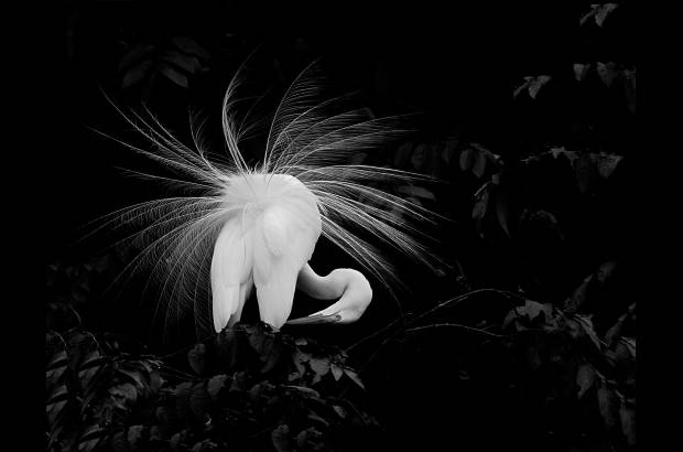 Elkin Restrepo Bedoya, Colombia. 2015 Sony World Photography Awards. - M&#225;s de 700 mil im&#225;genes de 230 pa&#237;ses han sido recibidas en el concurso desde su primera edici&#243;n en el 2007.