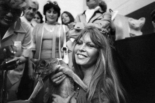 AFP - El 4 de junio 1977 la actriz asist&#237;a a una exposici&#243;n felina internacional en Saint-Tropez, sur de Francia.