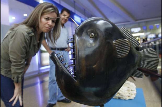 Edwin Bustamante - El pez rana, conocido tambi&#233;n como pez-pescador, pescador, pez antenado, sapito o murci&#233;lago es una de las novedades que el p&#250;blico puede apreciar en la exposici&#243;n Animales del Mar.