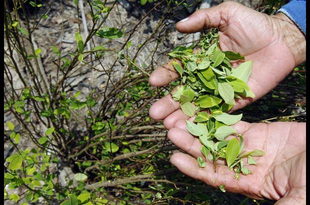 JAIME P&#201;REZ - La mata de coca de ahora es un injerto que produce cuatro veces al a&#241;o.
