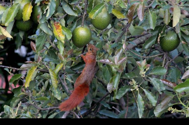 Donaldo Zuluaga - Lorena estaba en un &#225;rbol de guacates con una ardilla.