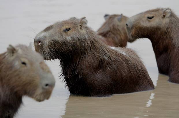 Foto: Luisa Gonz&#225;lez - Colprensa - La sequ&#237;a en el Casanare ha cobrado la vida de m&#225;s de 20 animales de diferentes especies como chig&#252;iros, tortugas, reces, babillas y caimanes y otras en v&#237;as de extinci&#243;n.
