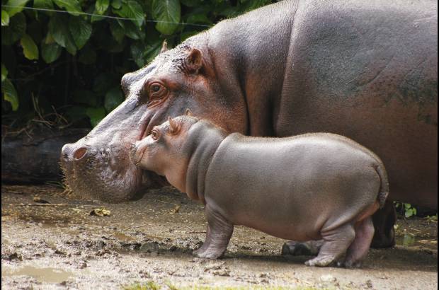 Cortes&#237;a Zool&#243;gico Santa Fe - La hembra hipop&#243;tamo naci&#243; hace 8 semanas, el zool&#243;gico Santa fe busca su nombre a trav&#233;s de un concurso para los ni&#241;os.
