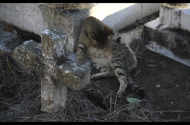 Mario Franco-Colprensa - El Cementerio Municipal de Mompox, Bol&#237;var, es un lugar fascinante que a lo largo de los a&#241;os ha tenido un apacible deterioro, en sus tumbas se pueden encontrar l&#225;pidas que datan del a&#241;o 1831. El descanso eterno de sus hu&#233;spedes es singularmente cuidado por gatos, felinos que se pasean por las tumbas en lo que parecieran rondas de estricta vigilancia.