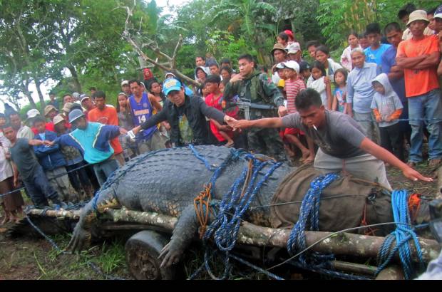 REUTERS - Despu&#233;s de una cacer&#237;a de tres semanas, lograron capturar al cocodrilo macho, de 6,4 metros de longitud, en un arroyo del poblado de Bunawan.