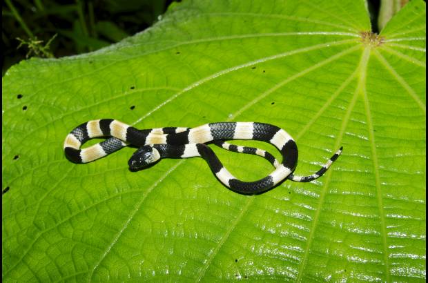 Sebastian Lotzkat - Falsa coral Sibon noalamina, de Panam&#225;, que se alimenta de caracoles. Se camufla como coral.