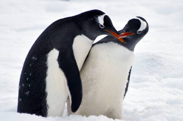 AFP - Ping&#252;inos juegan en la Isla Rey Jorge, en la Ant&#225;rtida.