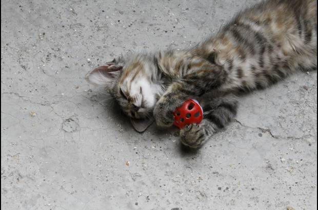 Donaldo Zuluaga - El mayor temor de Dora es que la gente compre o adopte gatos para despu&#233;s tirarlos a la calle.