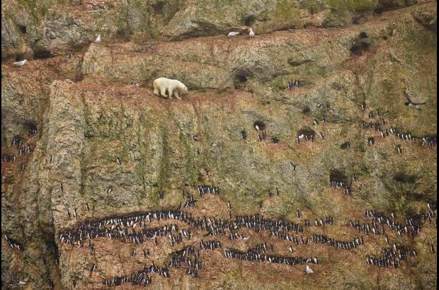 Reuters - La estadounidense Jenny E. Ross obtuvo el primer lugar de la categor&#237;a de Naturaleza, con esta foto lograda en Novaya Zemlya, Rusia.