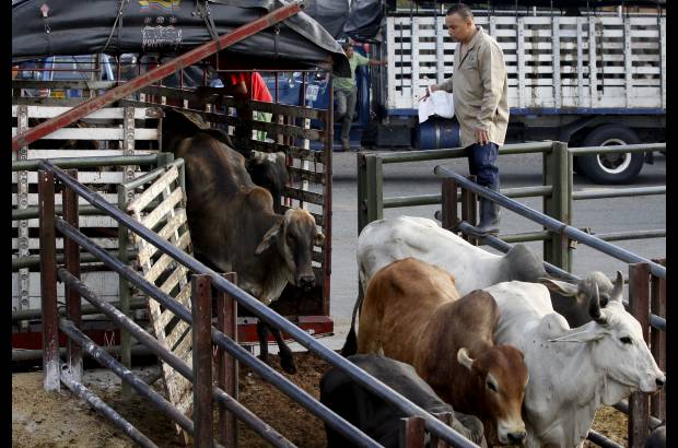 Foto Donaldo Zuluaga - Son las 6:00 a.m. del lunes y comienza la faena en la Feria de Ganados de Medell&#237;n.