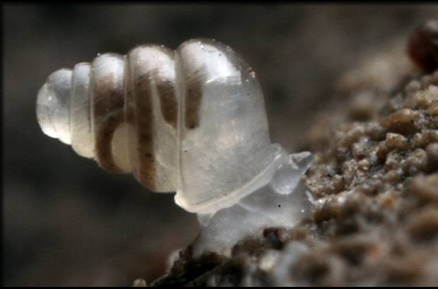 Foto Jana Bedek - Caracol (Zoespun tholussum) vive en la oscuridad completa, hallado a 900 metros de profundidad en cavernas de Croacia.