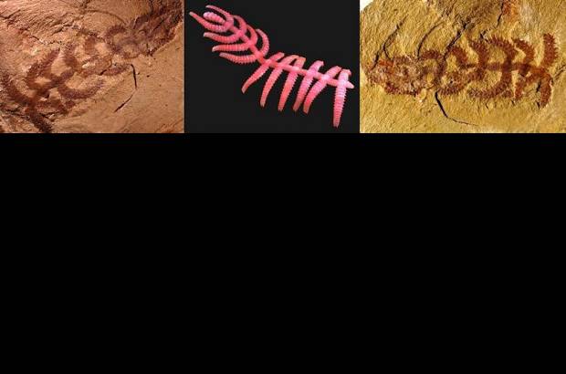 Foto Cortes&#237;a - 9. Cactus caminador: es un f&#243;sil de hace 520 millones de a&#241;os, que se parece m&#225;s a un cacto caminador que a un animal, pero Diania cactiformis vivi&#243; en lo que hoy es China y no se conoc&#237;a. Puede ser ancestro de artr&#243;podos como ara&#241;as e insectos.