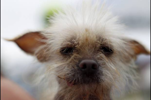 Reuters - Los caninos que participan en el concurso del perro m&#225;s feo del mundo, deben demostrarle al p&#250;blico y al jurado por qu&#233; son &#250;nicos.