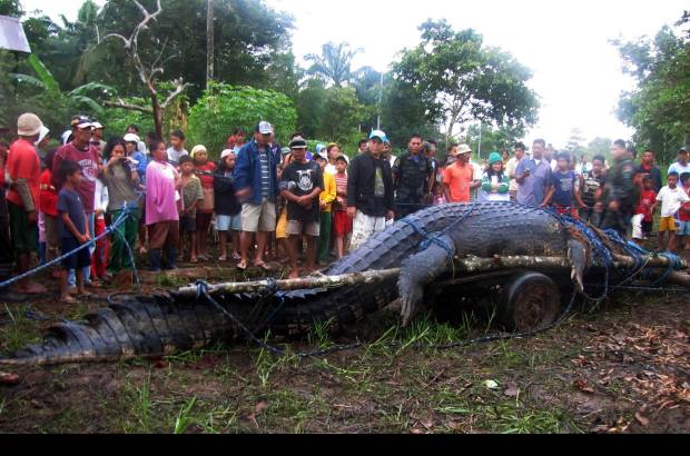 REUTERS - El cocodrilo mat&#243; a un b&#250;falo de agua y existen sospechas de que haya atacado a un pescador que est&#225; desaparecido desde julio.