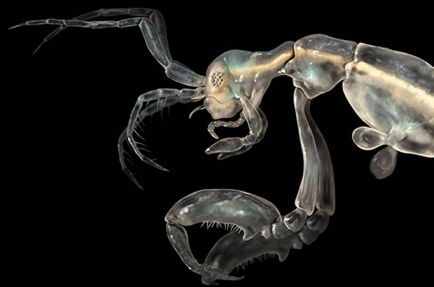 Foto SINC - Camar&#243;n esqueleto (Liropus minsuculus) hallado en Santa Catalina afuera de California, transparente, mide su cuerpo 3,3 mil&#237;metros.