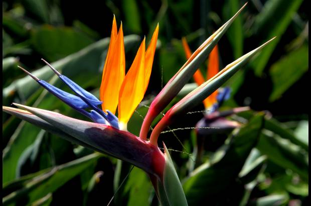 Donaldo Zuluaga - El Museo Vivo de Las Flores tiene como propósito impulsar el turismo en el bello corregimiento de San Cristóbal.