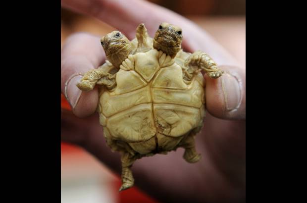 Reuters - A la tortuga le pusieron dos nombres Magda (la de la izquierda) y Lenka (la de la derecha).
