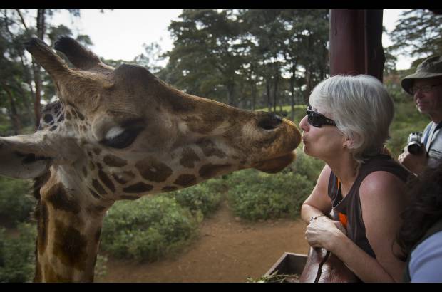 AP - Una jirafa saluda a un visitante extranjero en el Centro de la jirafa, de Nairobi, Kenia. El gobierno est&#225; muy preocupado ya que los lamentables hechos en un centro comercial hace unas semanas pueden hacer disminuir la visita de turistas.