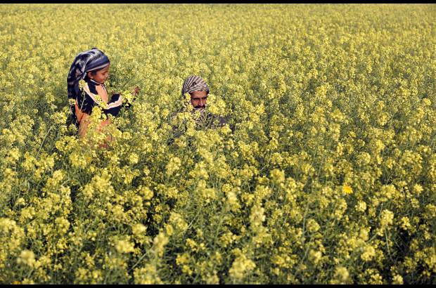 AFP - Un palestino y su hija se ven entre las flores de la mostaza silvestre que crece en los campos bald&#237;os en toda la Franja de Gaza.